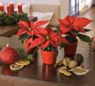 Advent-Werbemittel f�r 2026